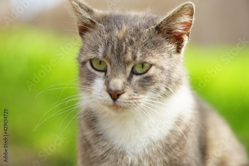 Wallpaper Mural Tortoiseshell cat sits in a spring garden with green grass on the background Torontodigital.ca