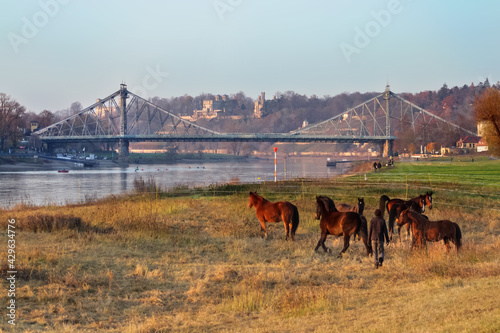 Dresden Blaues Wunder Loschwitzer Elbufer mit Pferdekoppel und Elbschlössern im Herbst photo