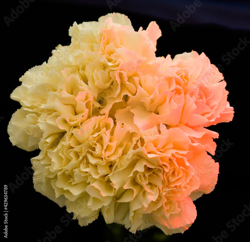 Different types of carnations natural or color lighting on are also available as black and white