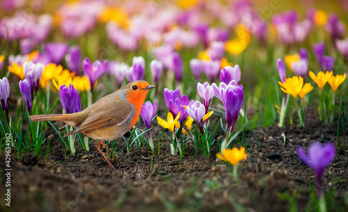 robin bird walks in the spring park among colorful snowdrops crocuses