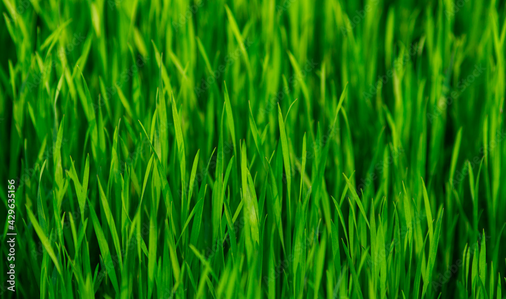 Fresh young green grass purity of nature, spring awakening background Fresh young green grass purity of nature, spring awakening background
