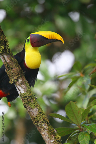 Toucan de Swainson (Ramphastos swainsonii) photo