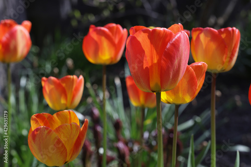 Orange tulips look like fire to celebrate King's Day in Netherlands on sunny day.