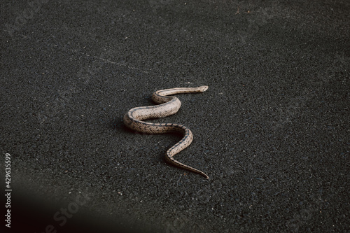 Snake on the hot asphalt of the road seen from the car.