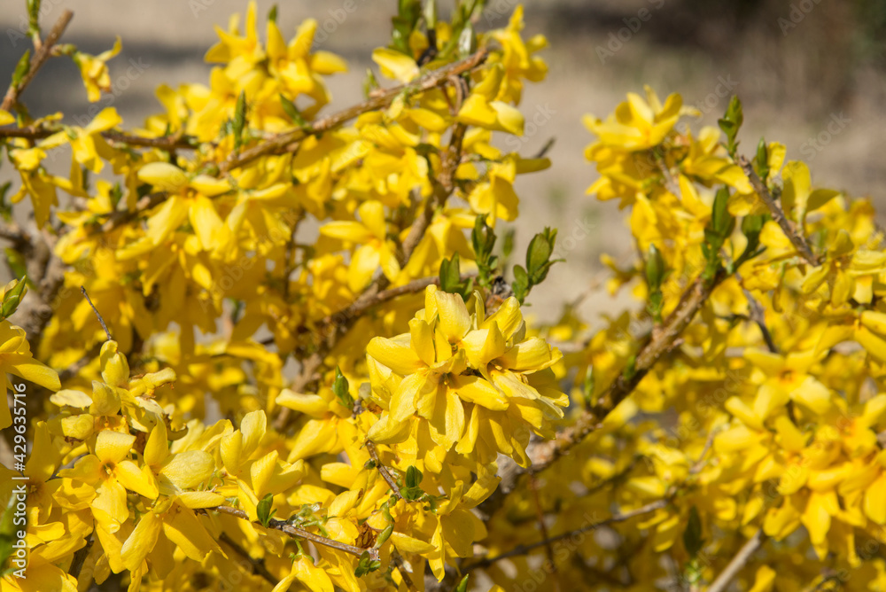 Obraz premium 春先に鮮やかな黄色い花を咲かせるレンギョウ