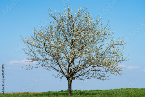 Blühender Kirschbaum im Frühjahr