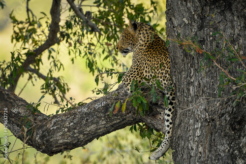 Leopard on branch from the Kruger National Park