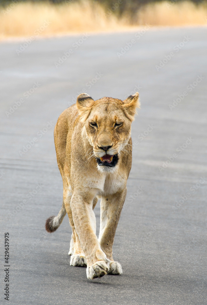Lion - Young wild lion walking on the road in the Kruger National Park Lion - Young wild lion walking on the road in the Kruger National Park