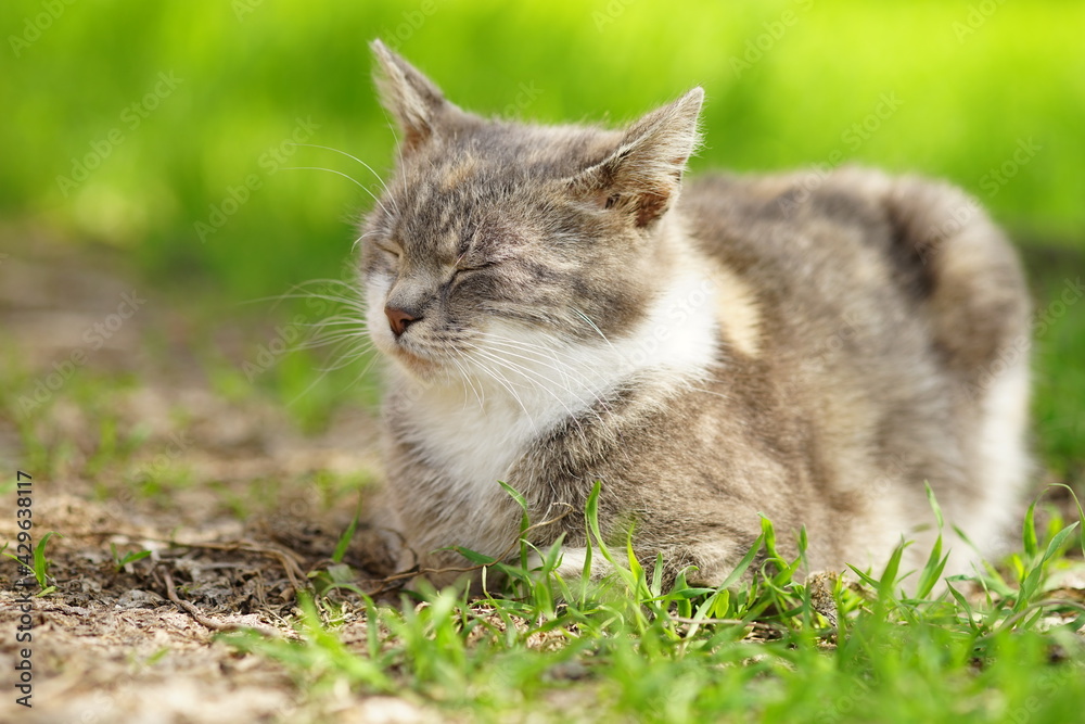 Tortoiseshell cat sleep in a spring garden with green grass on the background