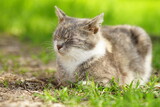 Tortoiseshell cat sleep in a spring garden with green grass on the background