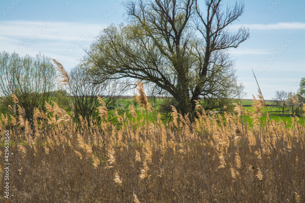 Obraz premium schilfgraswedel