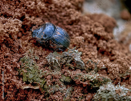 Foto besouro que mora em buracos na terra fazendo sua casa