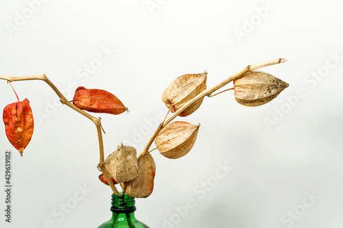 Dry alkekengi lanterns. Bried flowers physalis gooseberry. Home decoration. Hand picked delicate branch. Boho Bouquet. Educational still life for drawing photo