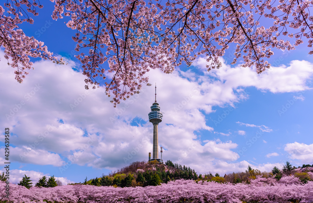 Daegu, South Korea  See the Cherry Blossom Night at E-World 83 Tower. - obrazy, fototapety, plakaty 
