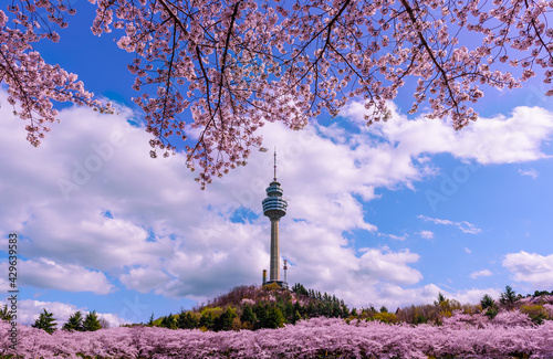 Daegu, South Korea  See the Cherry Blossom Night at E-World 83 Tower.