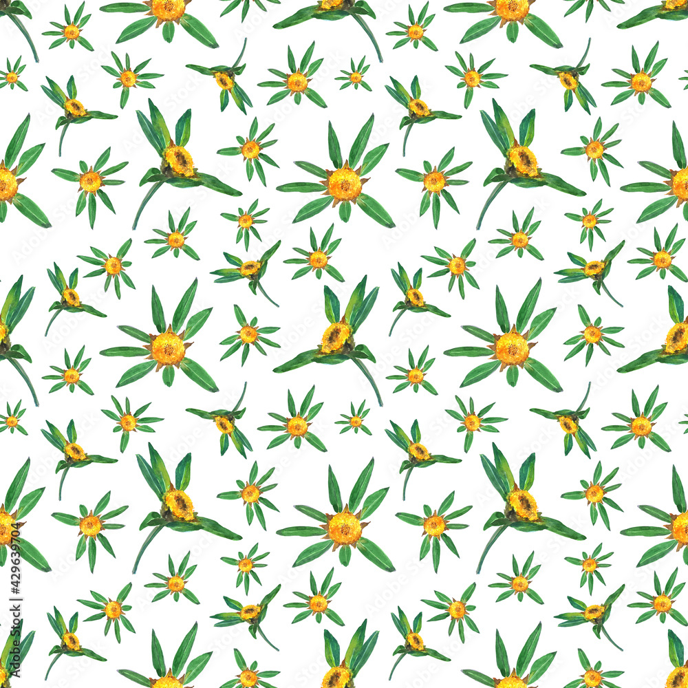 Obraz premium Bidens tripartita herbal plant seamless pattern on white background. Watercolor hand drawn illustration. Perfect for medical herbal design or wallpaper. Marigold.