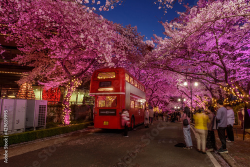 Canvas Print Daegu, South Korea - April 28, 2021 See the Cherry Blossom Night at E-World 83 Tower