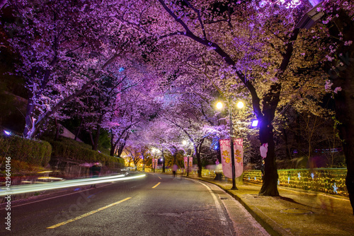 Daegu, South Korea - April 28, 2021 See the Cherry Blossom Night at E-World 83 Tower.