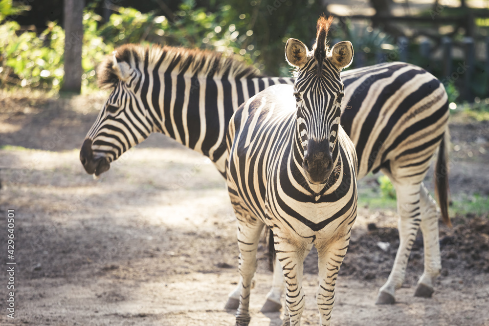 Two Zebra in the grass nature habitat, National Park Wildlife scene from nature Two Zebra in the grass nature habitat, National Park Wildlife scene from nature