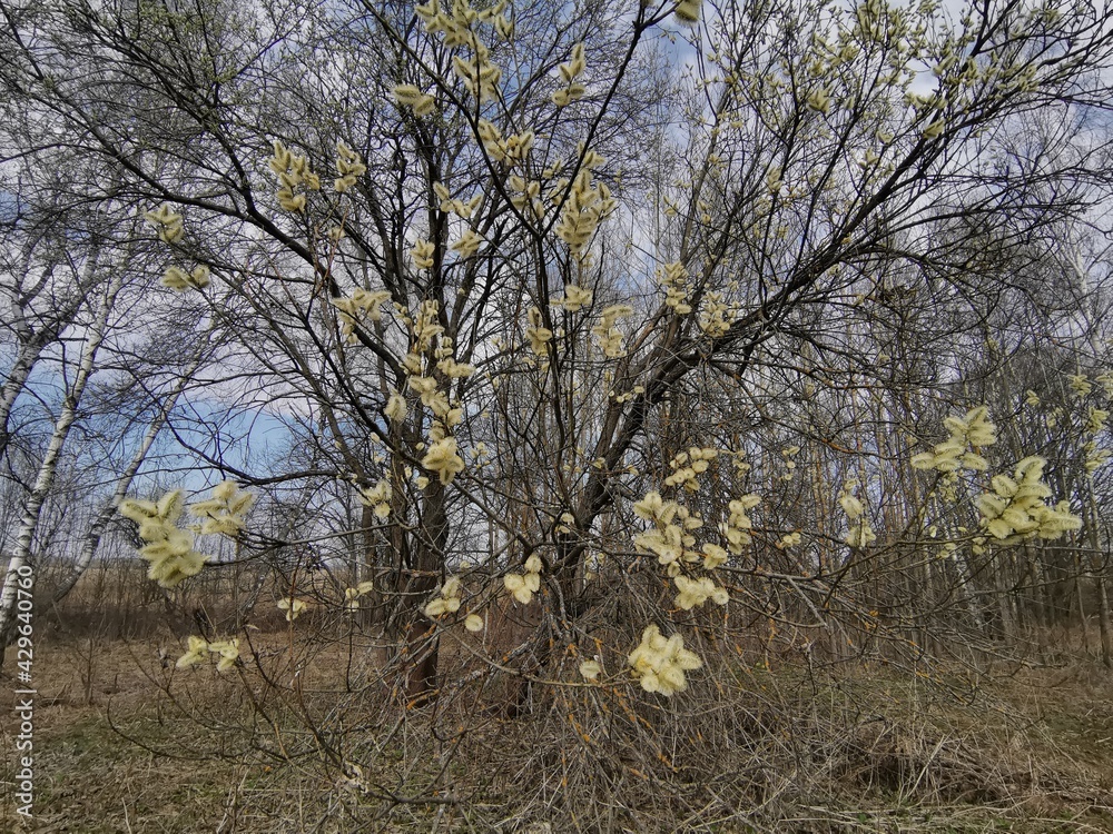 Obraz premium willow in bloom