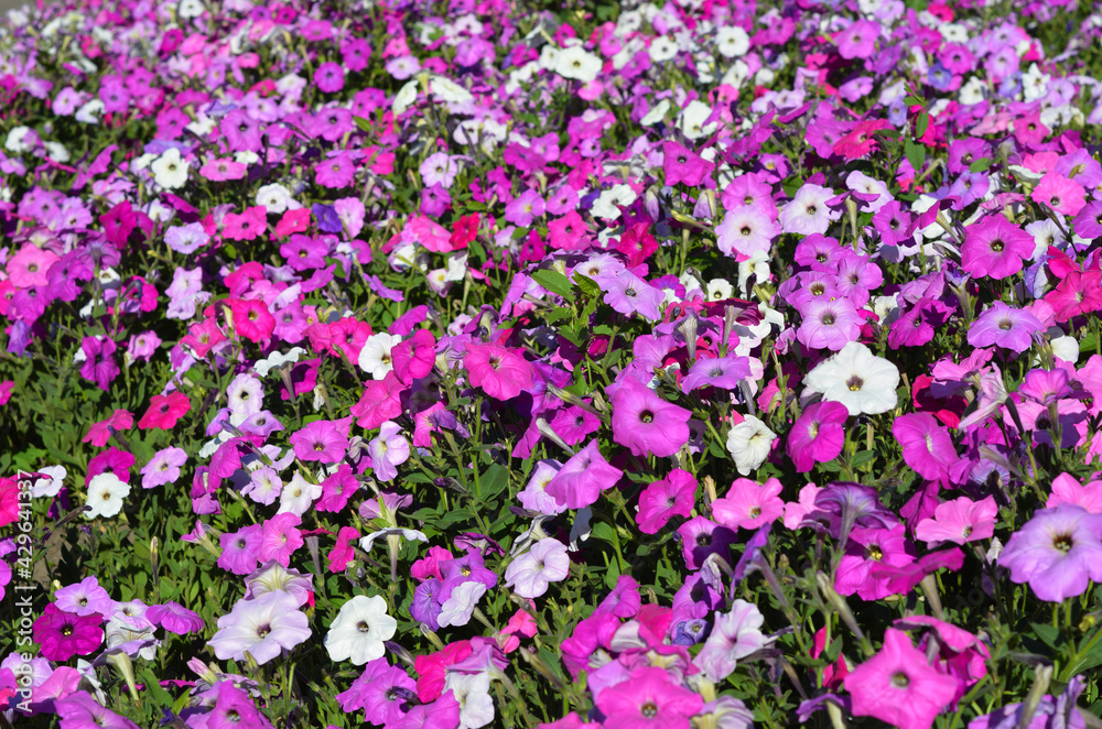 A pink, white and purple common garden petunia background. Blooming multiflora petunias in the flowerbed with pink flowers covering the ground.