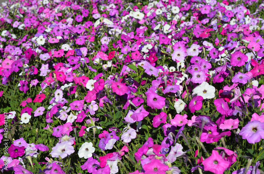 A pink, white and purple common garden petunia background. Blooming multiflora petunias in the flowerbed with pink flowers covering the ground. A pink, white and purple common garden petunia background. Blooming multiflora petunias in the flowerbed with pink flowers covering the ground.
