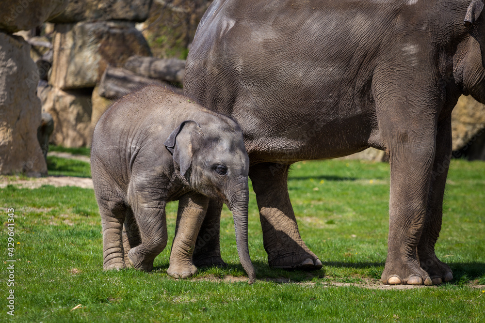 Obraz premium young baby elephants in the park