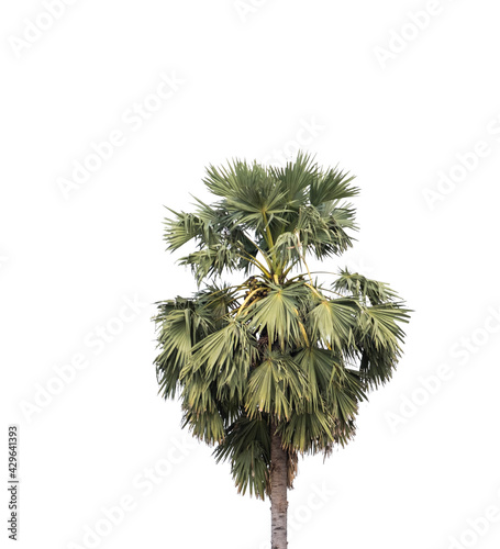 The palm trees are found in the central region of Thailand and can be used to make sugar. © Ruttinan