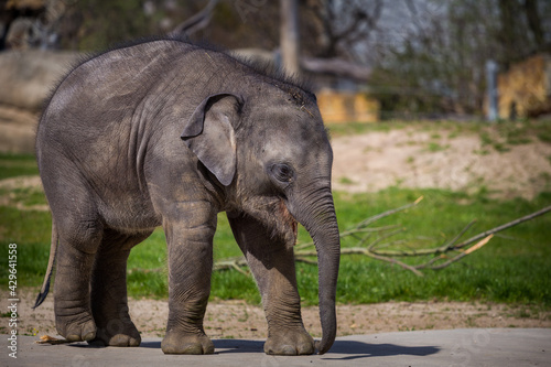 young baby elephants in the park