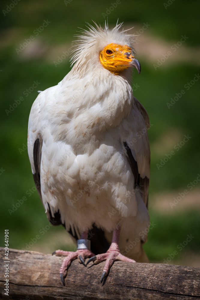 vulture carnivorous portrait on the bough vulture carnivorous portrait on the bough
