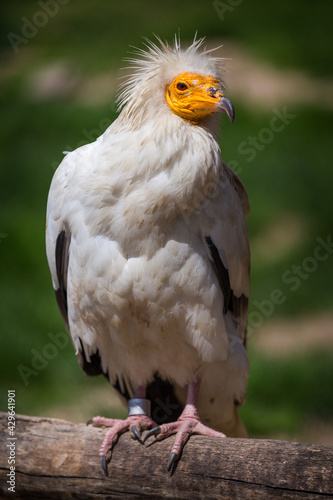 vulture carnivorous portrait on the bough