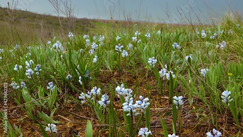 Early spring ephemeral flowers (Hyacinthella leucophaea), steppe of Ukraine photo