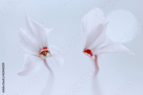 Kwiaty Cyklameny perskie (Cyclamen persicum Mill.)