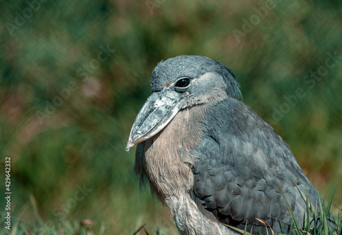 Scary and funny looking bird with large beak