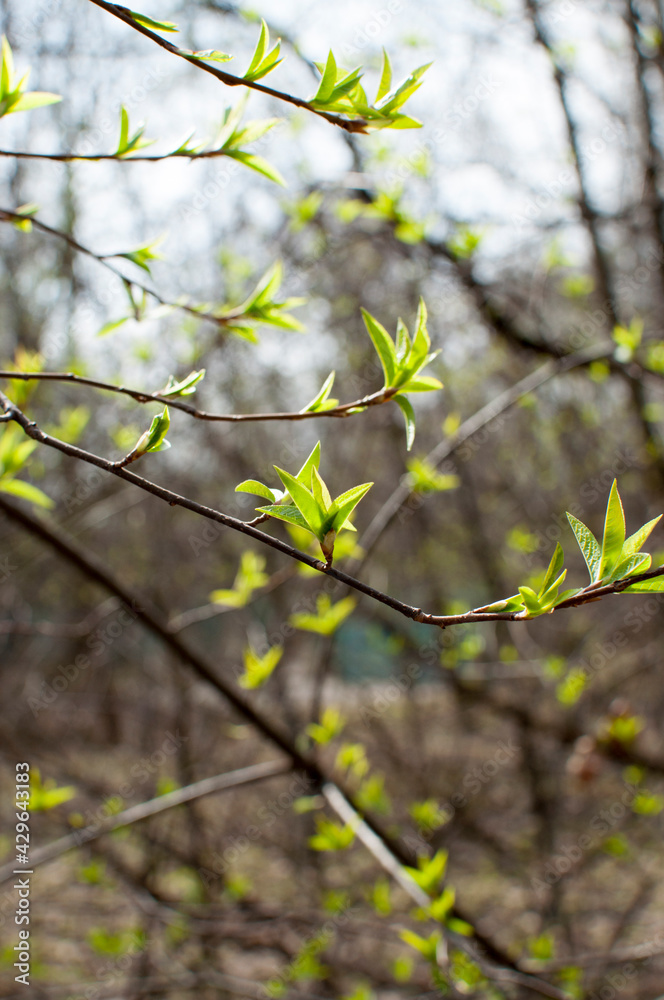 Close-up of young green leaves on a tree branch. Early spring in the forest. Close-up of young green leaves on a tree branch. Early spring in the forest.
