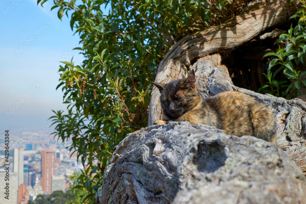 Fototapeta premium brown cat in viewpoint of Bogota