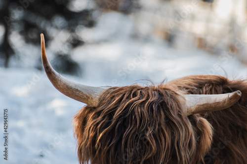 Amazing horm of a cow in Canada  photo