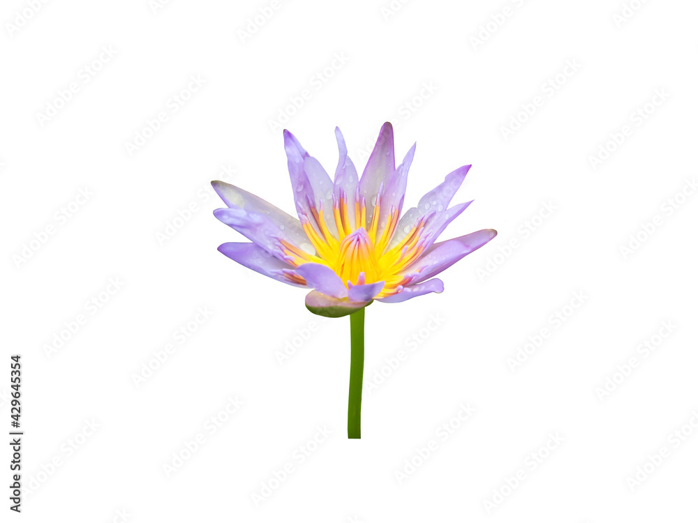 Isolated waterlily or lotus plant and flower with clipping paths. Isolated waterlily or lotus plant and flower with clipping paths.