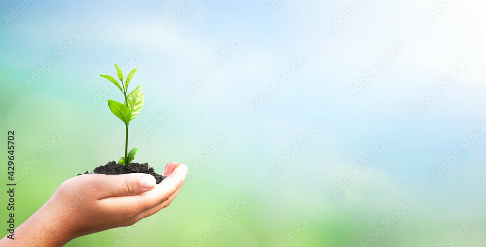 World environment day concept: hand holding tree over blurred natural background World environment day concept: hand holding tree over blurred natural background