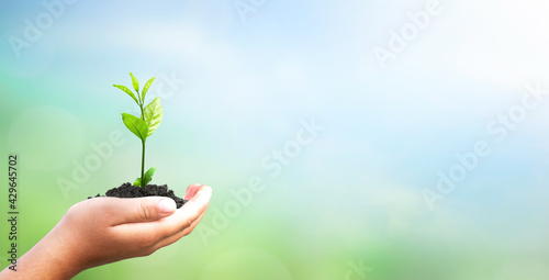 World environment day concept: hand holding tree over blurred natural background
