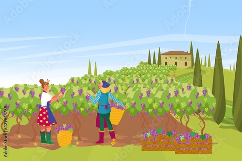 Plantation french provence wine production, farmer harvesting grape fruit berry, european farmhouse flat vector illustration.