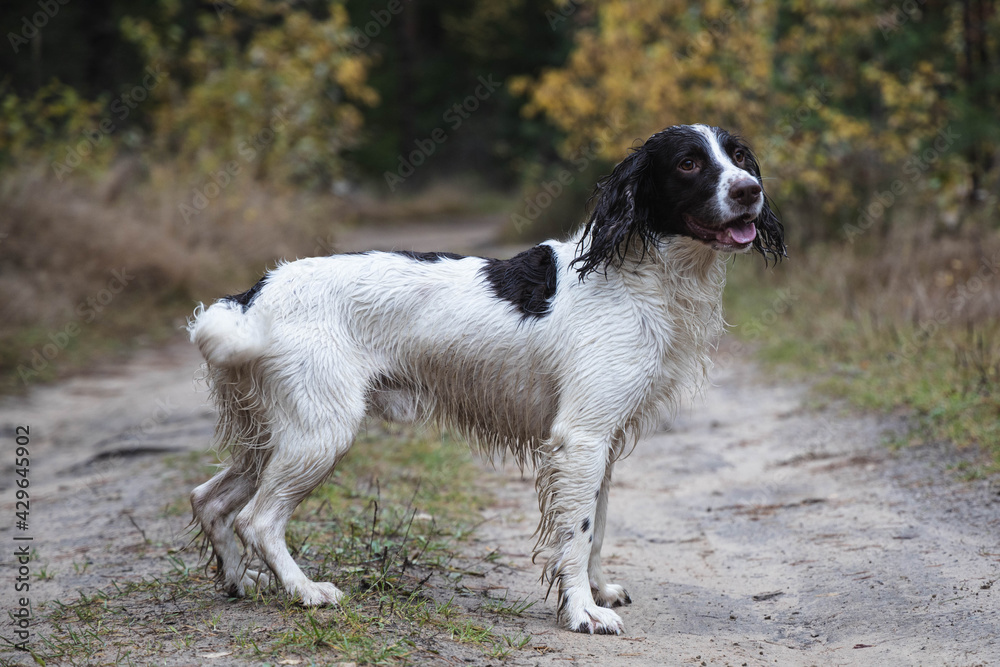 dog, springer spaniel, stands on a country road in the forest, wet, autumn, day