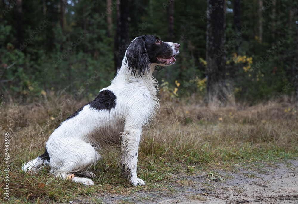 springer spaniel dog sits in the forest on the grass, autumn, day springer spaniel dog sits in the forest on the grass, autumn, day