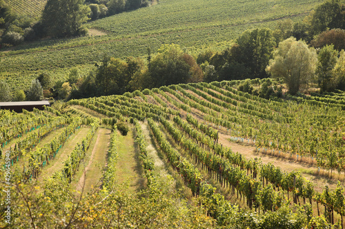 Grape trees growing in a vineyard garden  wine industry