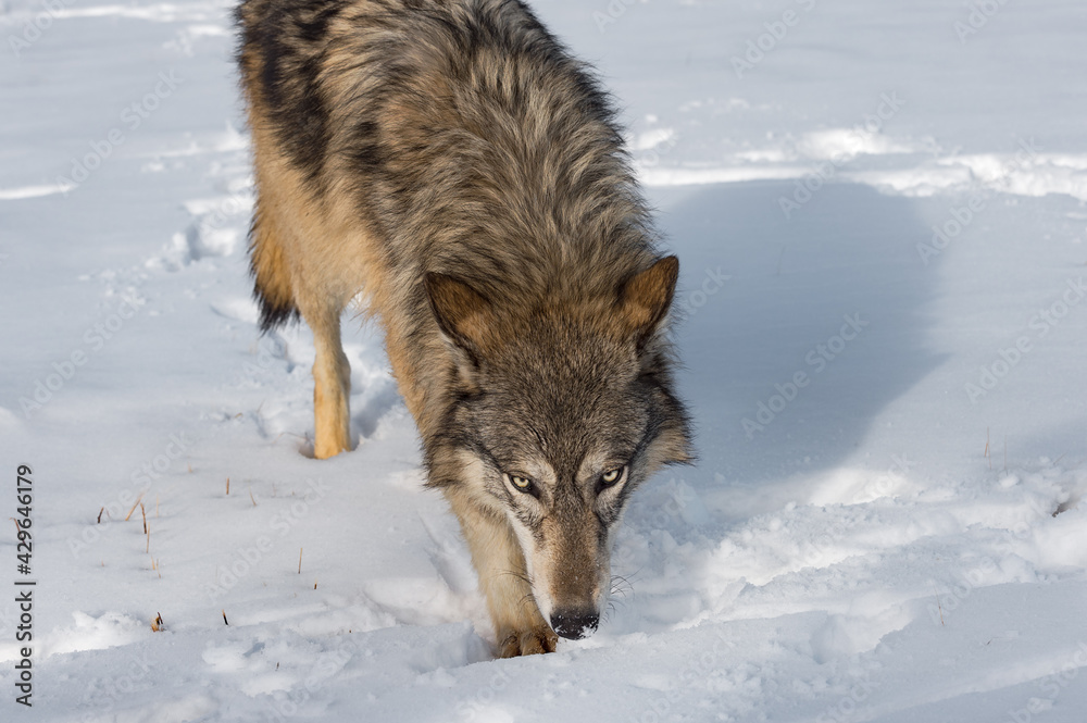Obraz premium Grey Wolf (Canis lupus) Steps Forward Nose Down Winter
