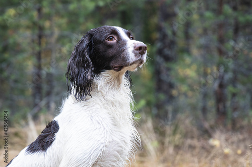 springer spaniel dog sits in the forest on the grass, autumn, day