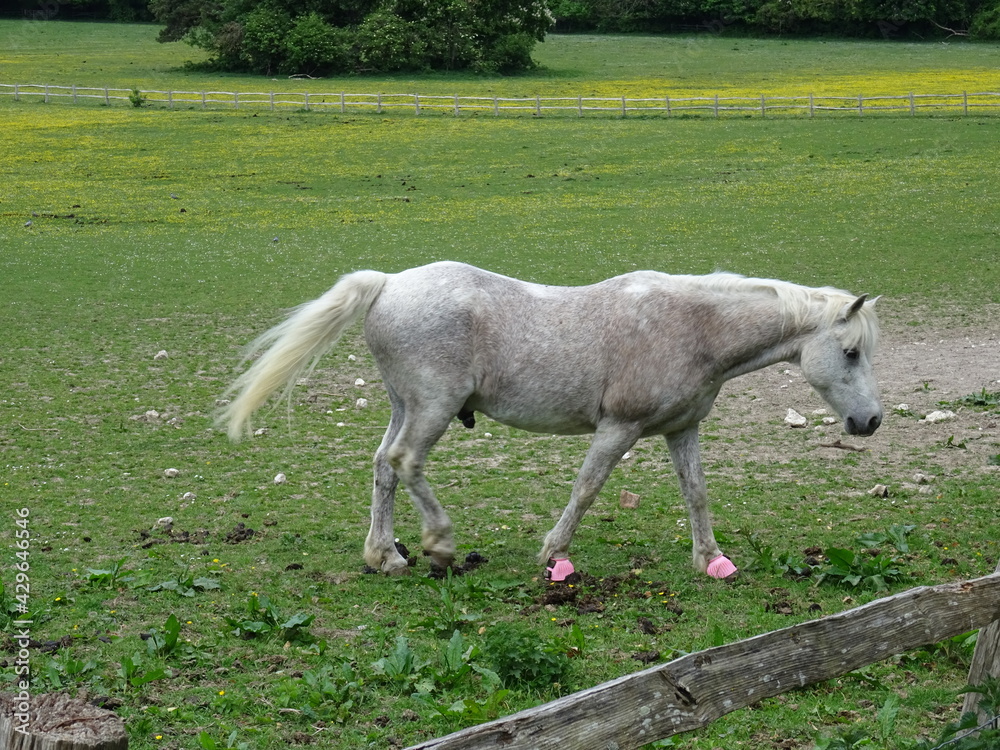 Fototapeta premium white horse with pink shoes