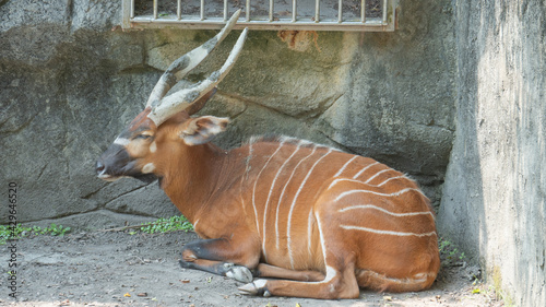 Bongo antelope hiding in the corner 3 photo