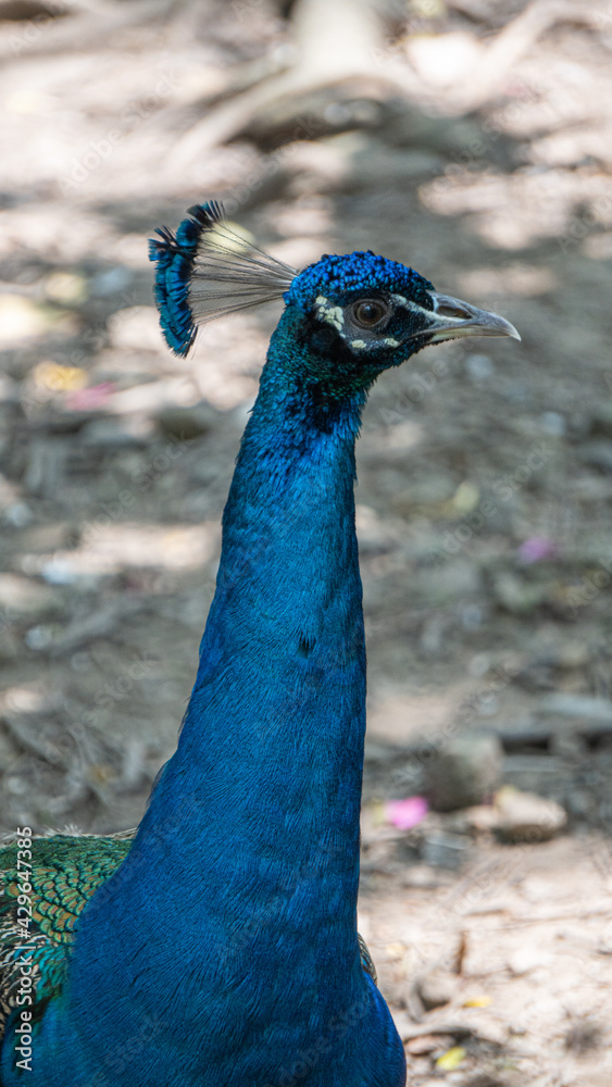 Obraz premium Close-up male peacock's head 4