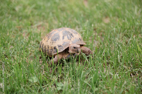 A Gopher Tortoise walking in green grass 